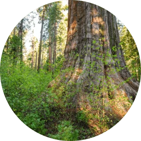 Calaveras County Traffic School Traffic School