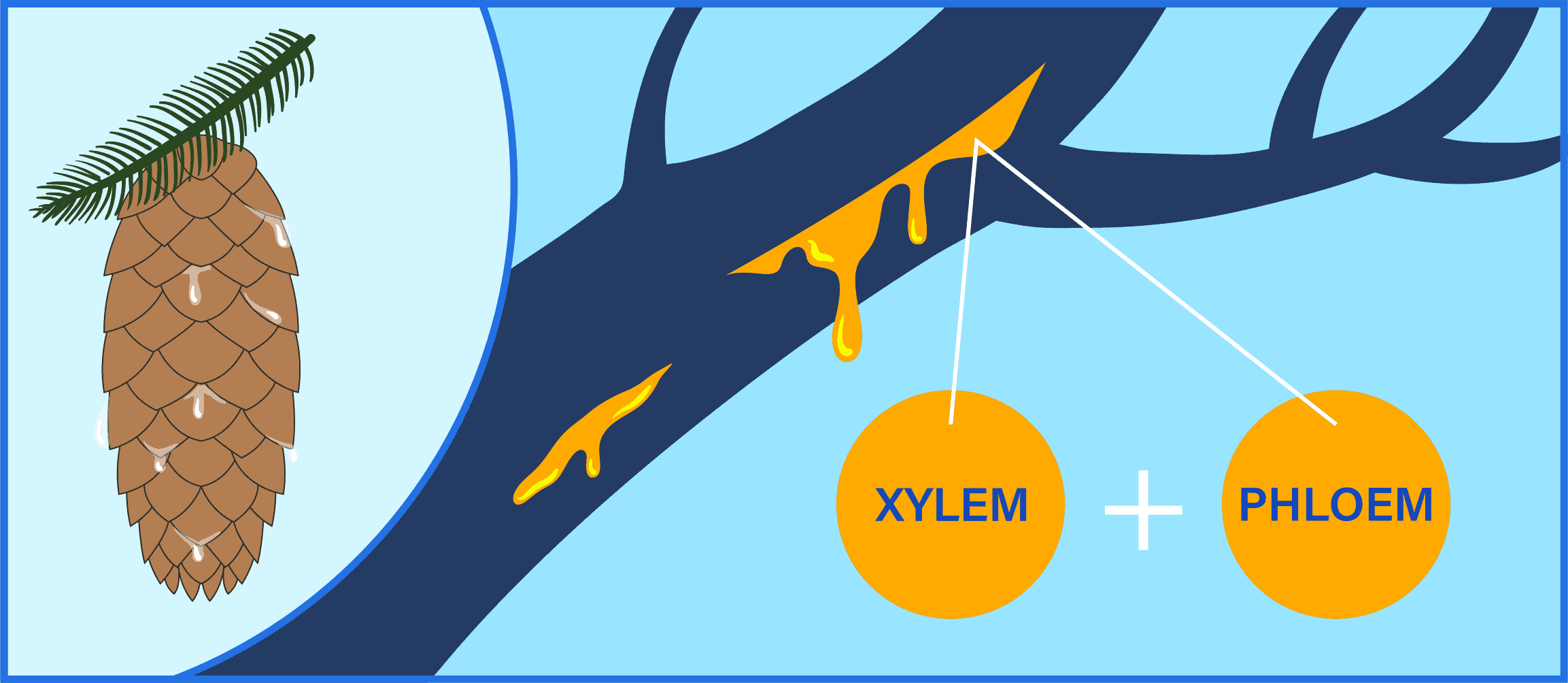 what is tree sap